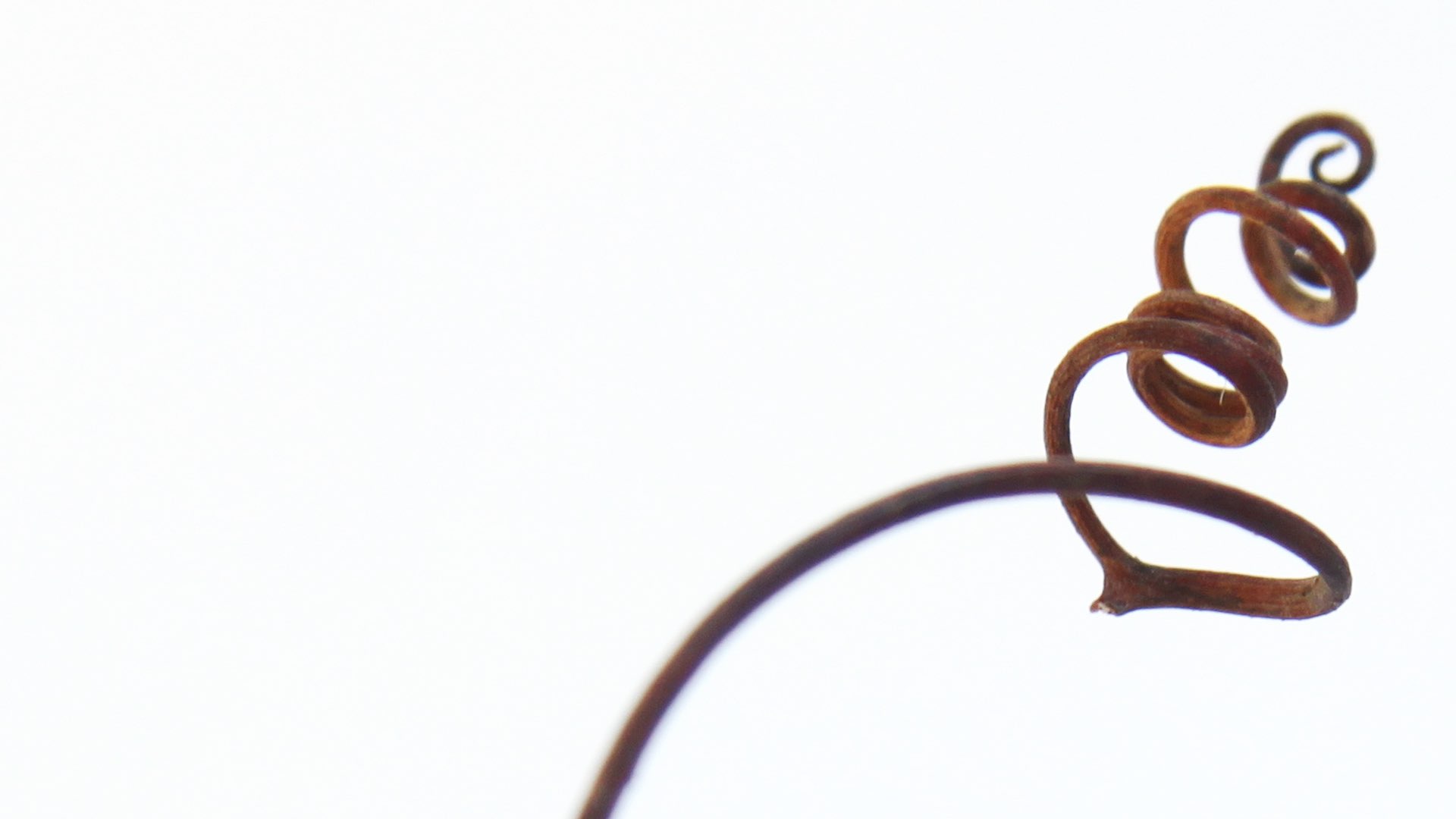 Wild grape vine tendril